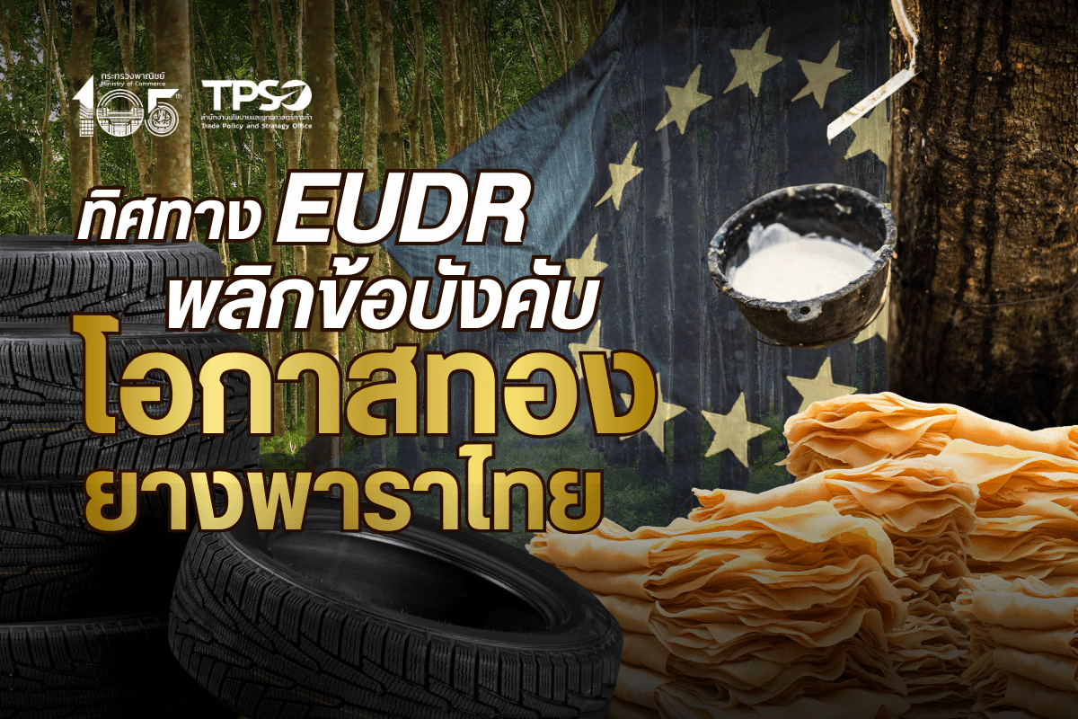 ทิศทาง EUDR: พลิกข้อบังคับ สู่ "โอกาสทอง" ยางพาราไทย